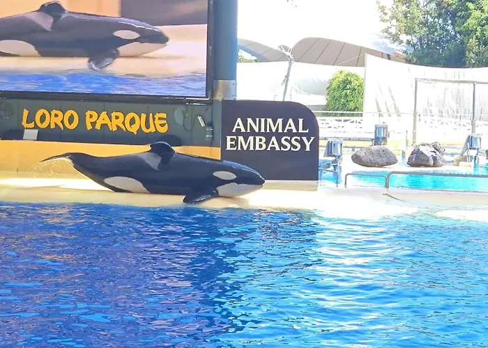 公寓 Blue Ocean Costa Adeje 504 美洲海滩